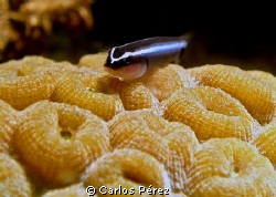 Sealife Dc1200 macro manual set by Carlos Pérez 